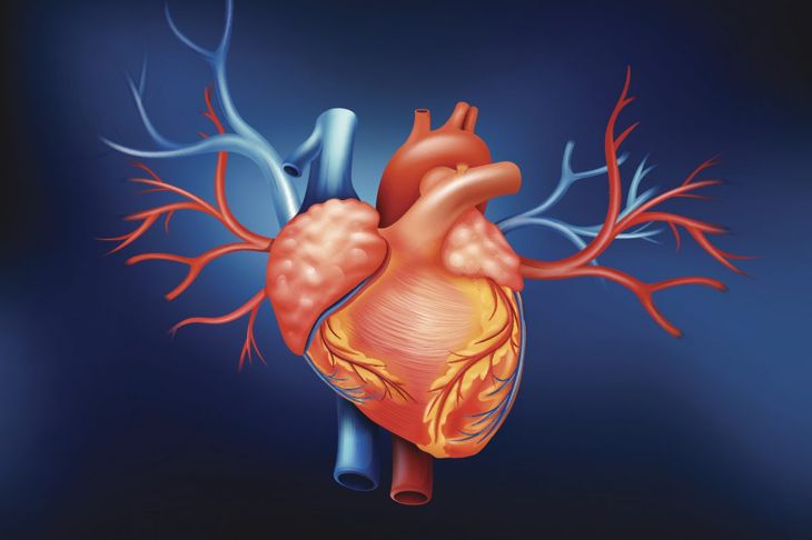 Domande Frequenti Sulle Malattie Delle Valvole Cardiache Salus It