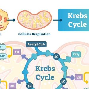 L’acido citrico è presente nel corpo, negli alimenti, nella cura della pelle e nei medicinali