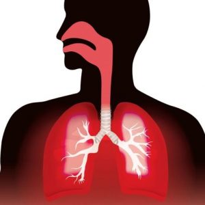 Somiglianze e differenze tra arterie e vene