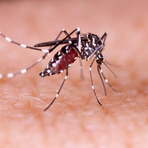 10 cose da sapere sul virus Zika e la gravidanza