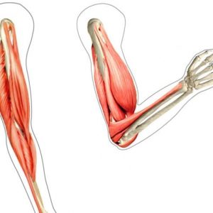 Tutto sui muscoli delle braccia