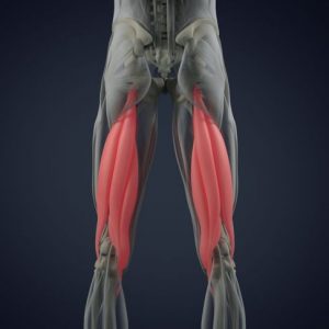 Cosa sono gli hamstring?