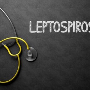 10 Sintomi e trattamenti della leptospirosi