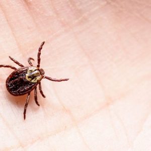 10 Cause, rischi e complicazioni della malattia di Lyme