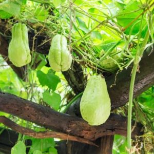 Benefici per la salute della zucca Chayote