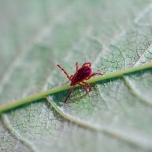 10 domande frequenti sulle punture di coccodrillo