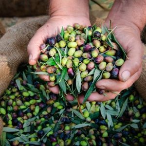 I benefici delle olive per la salute