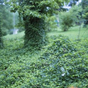 I sorprendenti benefici per la salute della vite di Kudzu