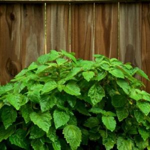 I benefici del Patchouli per la salute