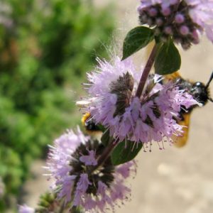 Benefici della menta e precauzioni da prendere in considerazione