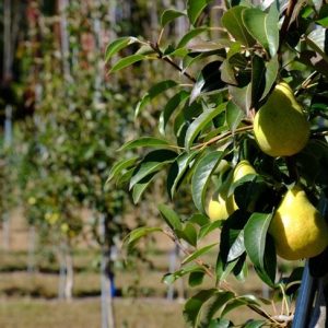 La pera non è il frutto proibito